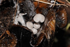 Asterophora mirabilis