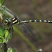 Delta-spotted Spiketail - Photo (c) Joanne Redwood, some rights reserved (CC BY-NC), uploaded by Joanne Redwood