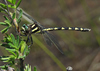 Delta-spotted Spiketail - Photo (c) Joanne Muis Redwood, some rights reserved (CC BY-NC), uploaded by Joanne Muis Redwood