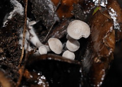 Asterophora mirabilis