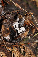 Asterophora mirabilis