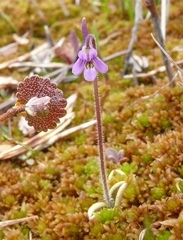 Pinguicula villosa
