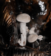 Asterophora mirabilis