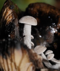 Asterophora mirabilis