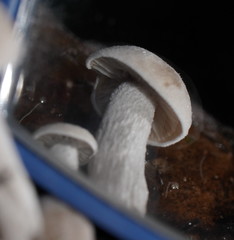 Asterophora mirabilis