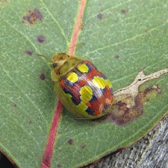 Paropsisterna gloriosa