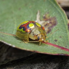 Paropsisterna gloriosa