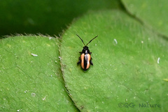 Phyllotreta striolata