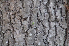 Stictocephala militaris