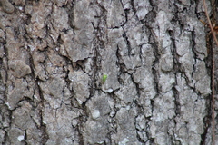 Stictocephala militaris