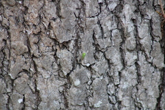 Stictocephala militaris