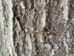 Idana marginata