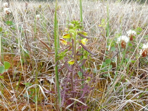 Labrador Lousewort
