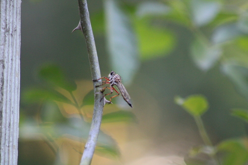 Red-legged Bladetail