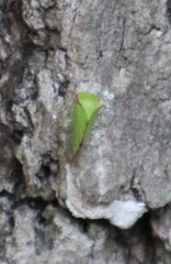 Stictocephala militaris