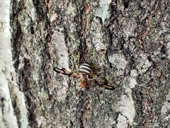 Idana marginata
