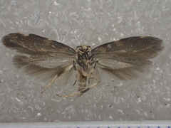 Macrobathra bigerella