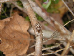 Oxyopes ramosus