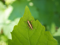 Pholidoptera griseoaptera
