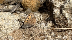 Lycaena clarki