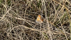 Lycaena clarki