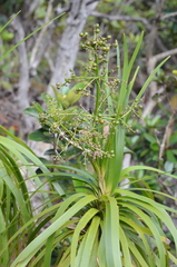 Lomandra insularis