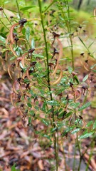 Bossiaea heterophylla