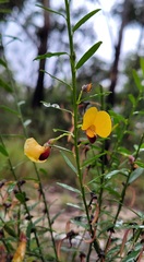 Bossiaea heterophylla