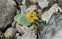 Gonepteryx cleopatra