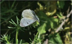 Gonepteryx cleopatra