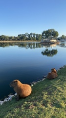 Hydrochoerus hydrochaeris