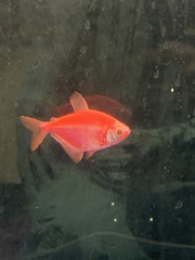 Gymnocorymbus ternetzi