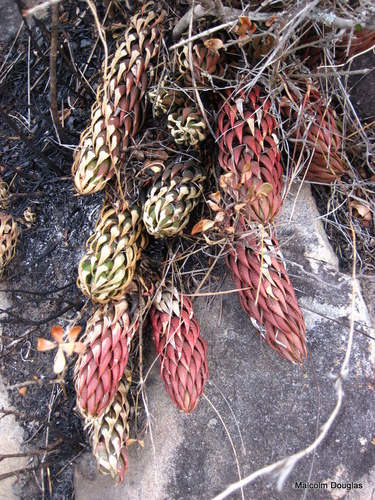 Haworthia coarctata Haw. 3