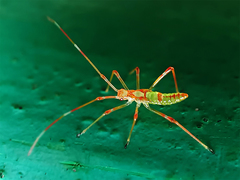 Ragwelellus rubrinus