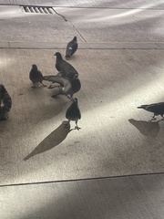 Columba livia domestica