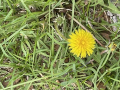 Taraxacum officinale