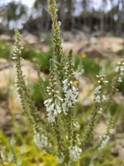 Anarrhinum duriminium