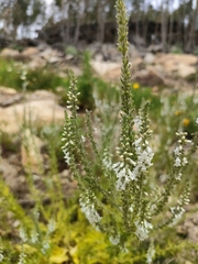 Anarrhinum duriminium
