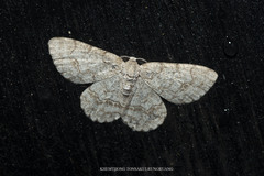 Ctenectropis seisakuraii