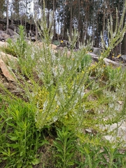 Anarrhinum duriminium