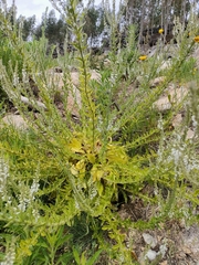 Anarrhinum duriminium