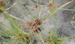 Cyperus polystachyos polystachyos