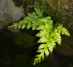 Asplenium adiantum-nigrum