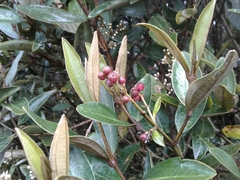 Miconia squamulosa