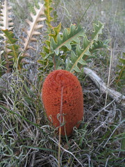 Banksia gardneri