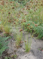 Cyperus polystachyos polystachyos
