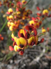 Daviesia benthamii