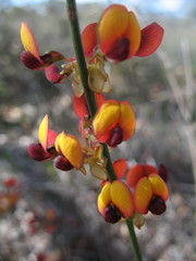 Daviesia benthamii