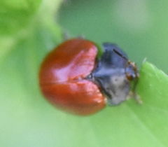 Chelymorpha cribraria