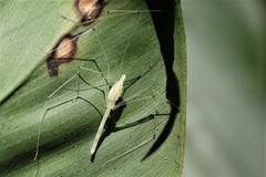 Leptopholcus borneensis